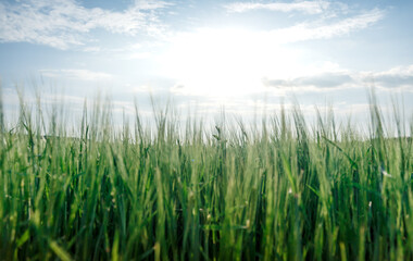 summer landscape. Idea concept harvest. majestic rural landscape with blue sunny sky with sun. Copy space installation of sunlight on the horizon. creative image
