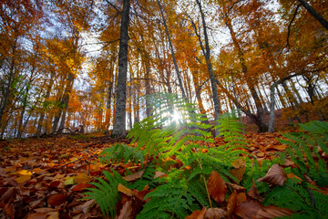 Green-fern leaves in sunset beams autumn hiking discover