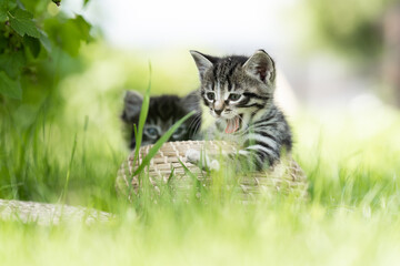 yawning funny gray kitten on the grass in a basket