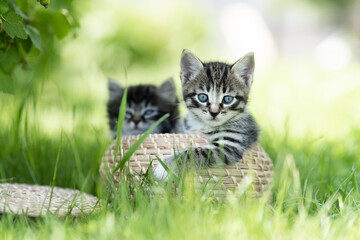 two funny cute kittens on the grass on a sunny day