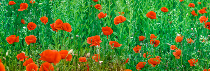 Fototapeta premium Beautiful wild flowers poppies and blue cornflowers, on the fresh green grass background. abstract background of nature small deps of field. Wonderful rural landscape.