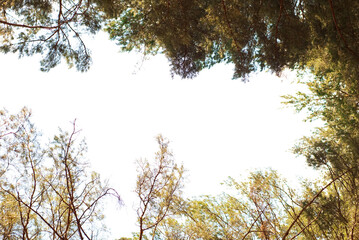 frame of pine tree