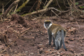 Bale Mountains Monkey - Chlorocebus djamdjamensis, endemic endangered primate from Bale mountains and Harrena forest, Ethiopia.