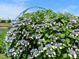 橋と紫陽花と青空