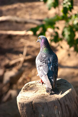 pigeon