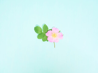 Pink wild rose on blue background.Top view, flat lay.