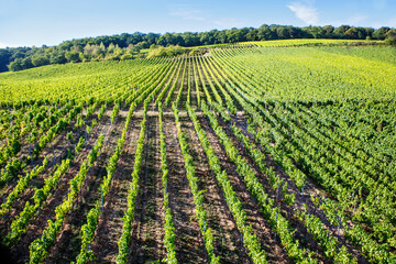 Fototapeta na wymiar Famous Rheingau vineyards region in late summer in Germany, green hills on sunny day. Famous vineyard region near Mosel and Rhine in Germany. Making of delicious red wine.