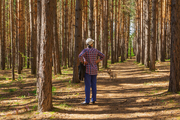 One woman walks with a small dog in a pine forest on her weekends. Summer sunny day