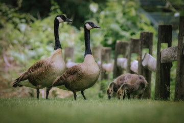 country goose family