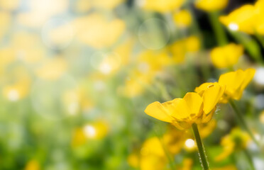 Buttercups (Ranunculus) growing on a bright sunny day shown with a soft blurry background