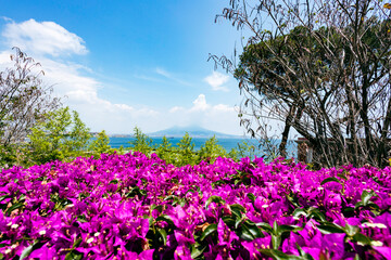 Naklejka premium La veduta del Vesuvio a Napoli con i fiori