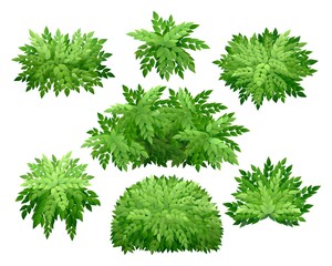 Fototapeta premium Nature garden natural bushes