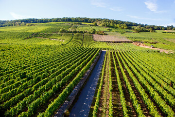 Famous Rheingau vineyards region in late summer in Germany, green hills on sunny day. Famous...