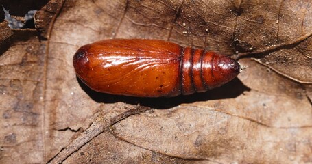 Insect cocoon on the ground closeup photo