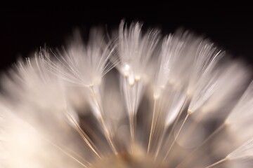 Dandelion seeds against dark background closeup
