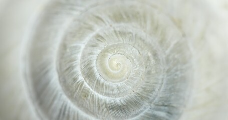 White Circular shell closeup of small snail