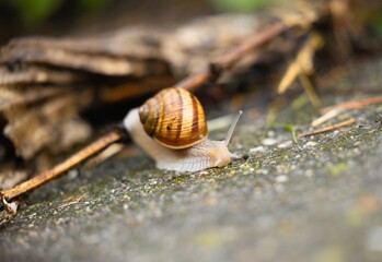 Small snail crawling after rain on the ground