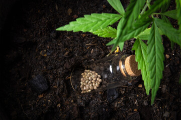 Seed of a cannabis plant growing,Marijuana leaves, cannabis on a dark background, beautiful background, indoor cultivation