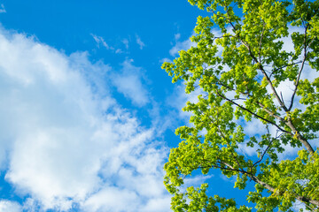 Green leaves and sky background. Fresh green leaves dense of Tilia or linden. tree and sky background
