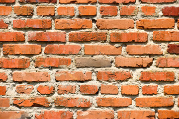 The background is an old brick wall. The wall is made of red ceramic bricks.