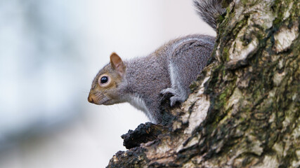 A squirrel sat in a tree