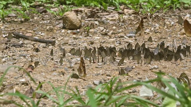 Slide right to left past an area of very busy bees and butterflies. They are consuming minerals foundin the earth of the jungle floor. Filmed in Kaeng Krachan National Park, Thailand.