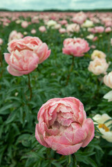 Field of peony roses. Paeoniaceae. Uffelte Drente Netherlands. 