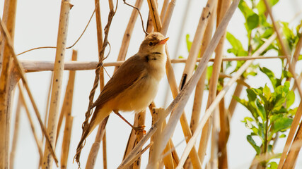 wildlife photo of a Eurasian Reed-Warbler - Acrocephalus scirpaceus