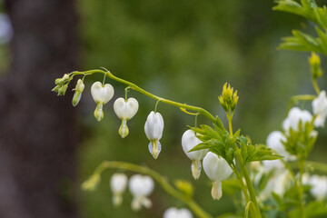White blossoms of Lamprocapnos spectabilis bleeding heart flower in sunny garden with blurred...