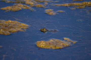 Adult frog swimming in swamp.