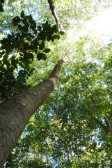 Fototapeta premium trees in the forest