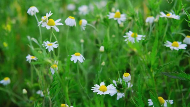 Chamomile. Lot of daisies in a field. Chamomile field. spring Flowers sway in the wind. White flowers on a green meadow. The video is well suited for the background. Summer and nature. Paint wildlife