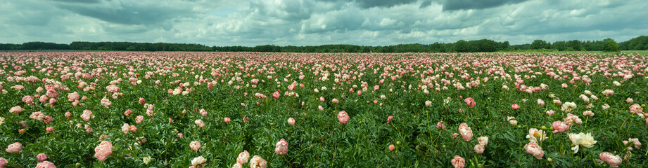 Field of peony roses. Paeoniaceae. Uffelte Drente Netherlands. Panorama.