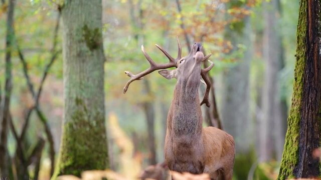 Le brame du cerf en for&ecirc;t