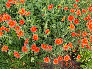 Helianthemum nummularium, rock rose. Orange flowers with yellow stamens