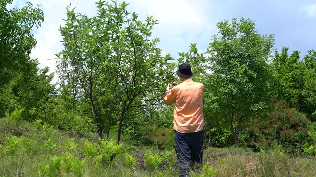 Man watching tree of Whitebeam in the wild (Sorbus aria) - (4K)
