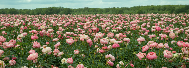 Field of peony roses. Paeoniaceae. Uffelte Drente Netherlands. Panorama.