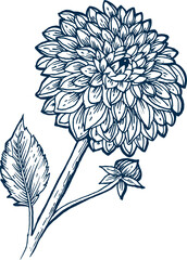 flower hand drawn illustration