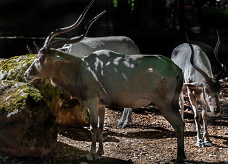 Addax also known as the screwhorn antelopes. Latin name - Addax nasomaculatus