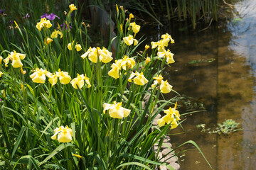 白鷺公園の菖蒲園