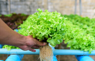 closeup to fresh greenoak in hydroponics system pipe