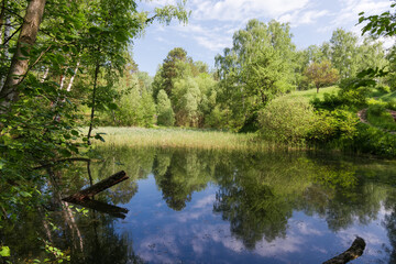 Forest lake partly overgrown with reeds in early summer