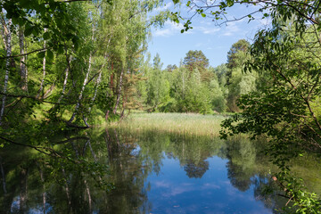 Fototapeta na wymiar Forest lake partly overgrown with reeds in early summer
