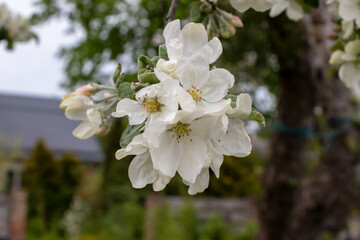 White apple tree blossom with big beautiful petals, with blurred garden background