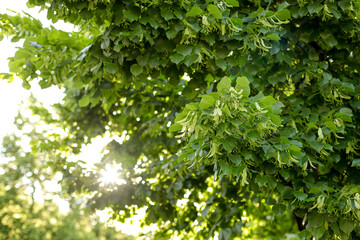 Linden tree landscape with the sun rays coming through