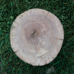 Dry tree trunk disc with wooden annuals in years, freshly sawn, in a green hall