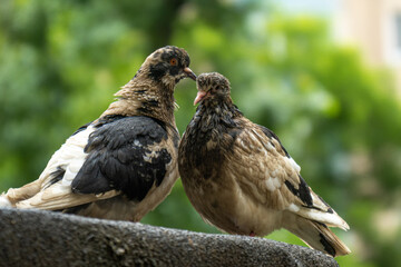 two pigeons on the terrace of the house. wet pigeons after rain, close-up