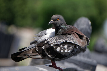 A city pigeon cleans feathers while sitting on a cast-iron fence. Summer