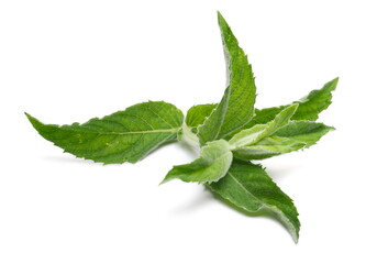 Fresh mint leaves isolated on white background, clipping path, herbal plant