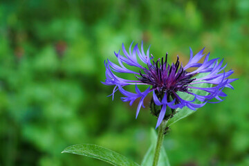 A bright cornflower blossom in a garden
